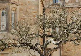 A tree in front of the exterior of a Cambridge University building.