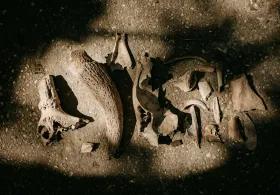 Fossils and archaeology tools laid out next to each other at an excavation site