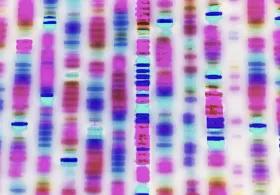 DNA profile