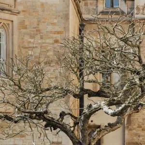 A tree in front of the exterior of a Cambridge University building.