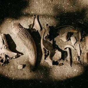Fossils and archaeology tools laid out next to each other at an excavation site