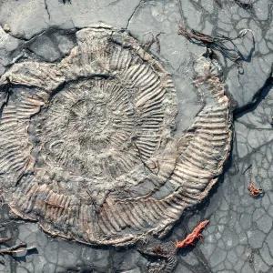 Fossil in rock