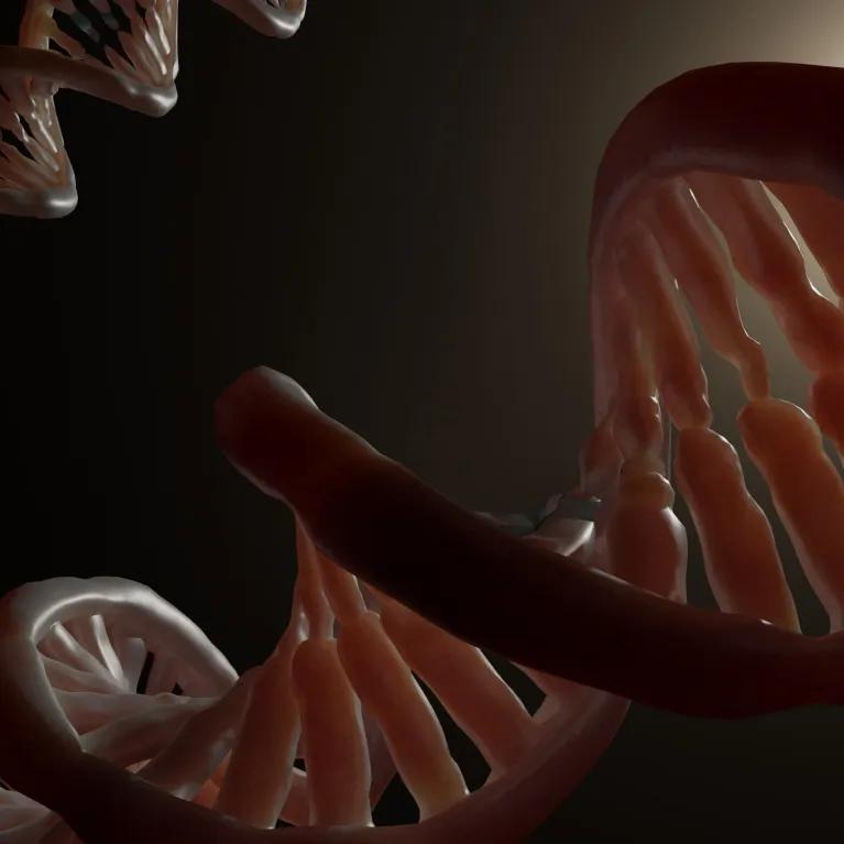 Section of DNA
