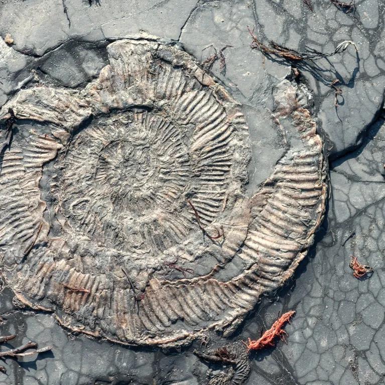 Fossil in rock